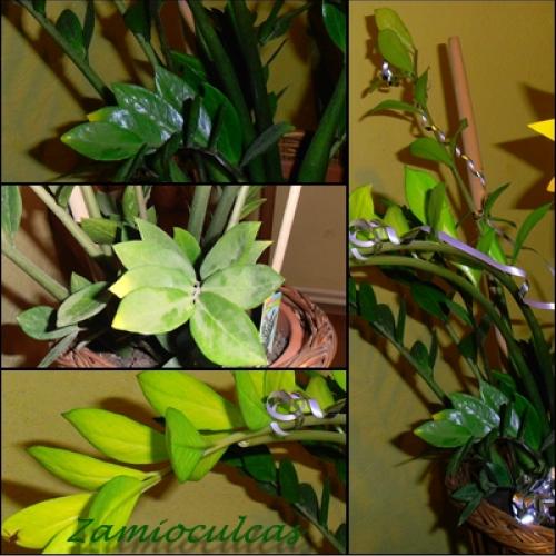 Zamioculcas