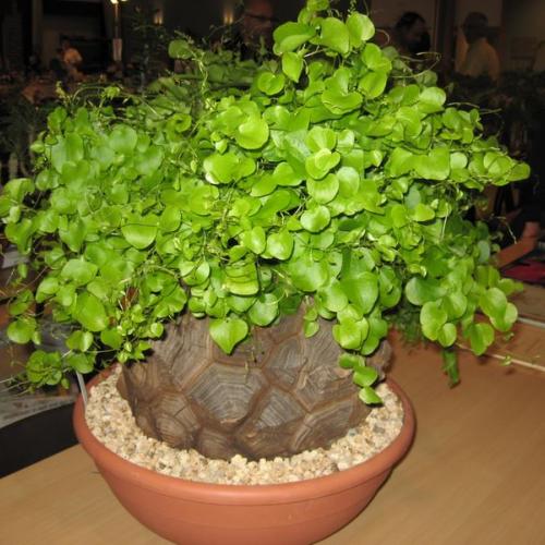 dioscorea elephantipes