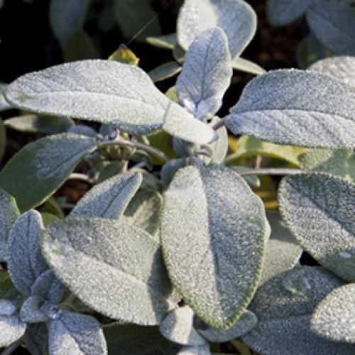 Salvia officinalis 'Berggarten'