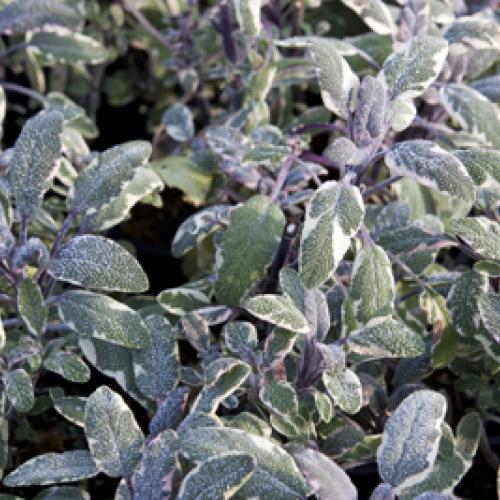 Salvia officinalis 'Tricolor'