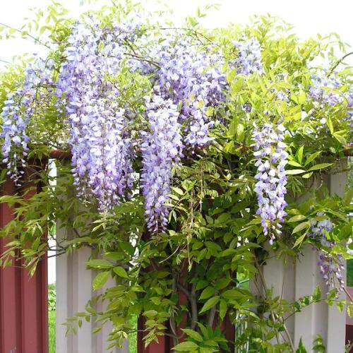 Visteria 
