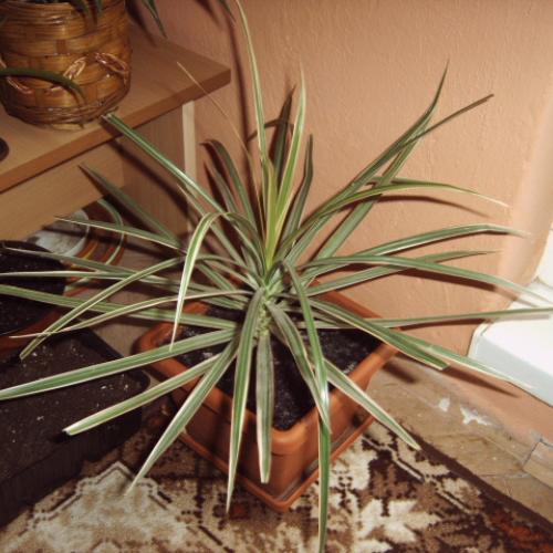 moja dracena