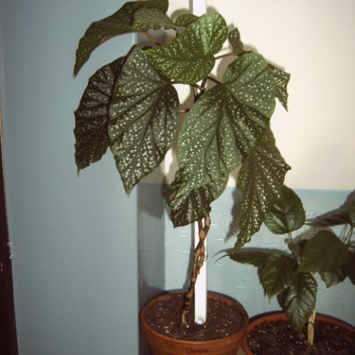moja begonia 