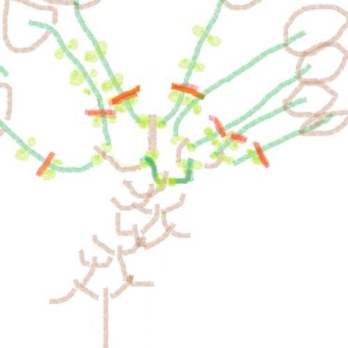 Strihanie-  Hortenzia panniculata