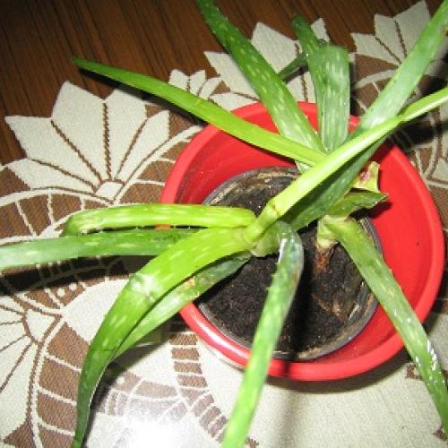Aloe vera