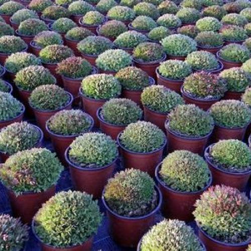 Vojenská prehliadka Saxifragy