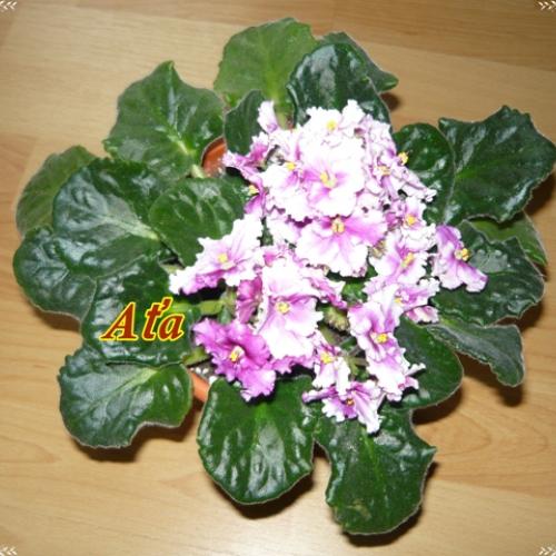Fialočka