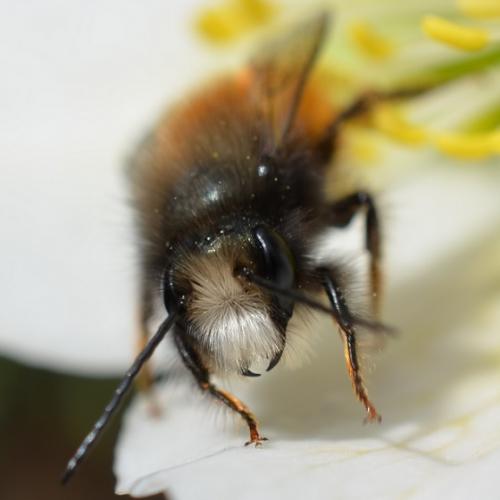 Osmia bicolor- včielka, ktorá žije v slimačích ulitách