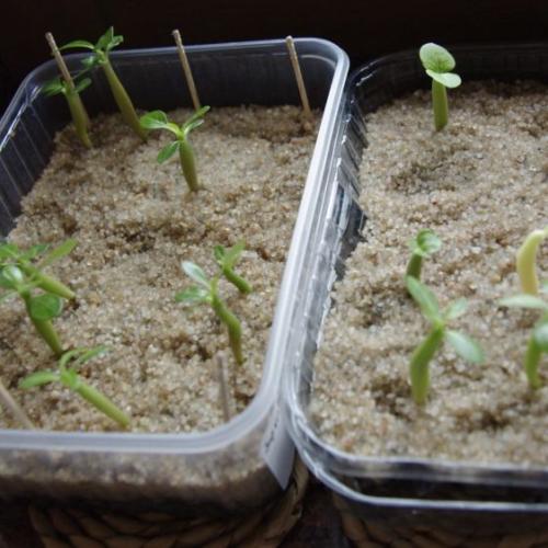 Adenium obesum a A. arabica