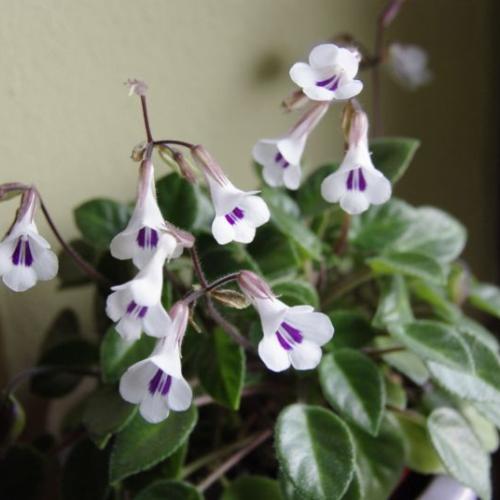 Primulina tamiana