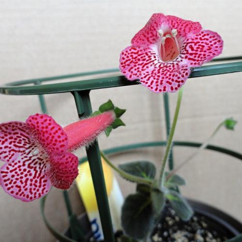 Kohleria Sunshine