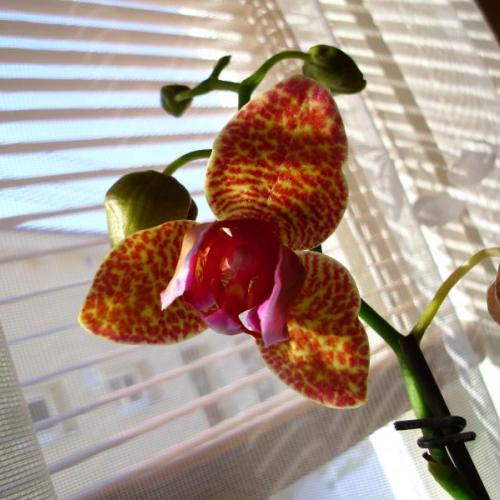 prírastky z Klosterneuburgu,výstavy orchideí
