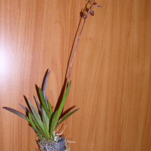 prírastky z Klosterneuburgu,výstavy orchideí