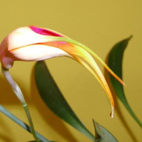 prírastky z Klosterneuburgu,výstavy orchideí