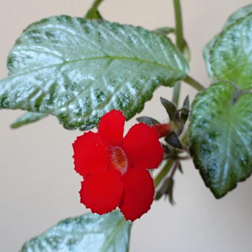 Episcia