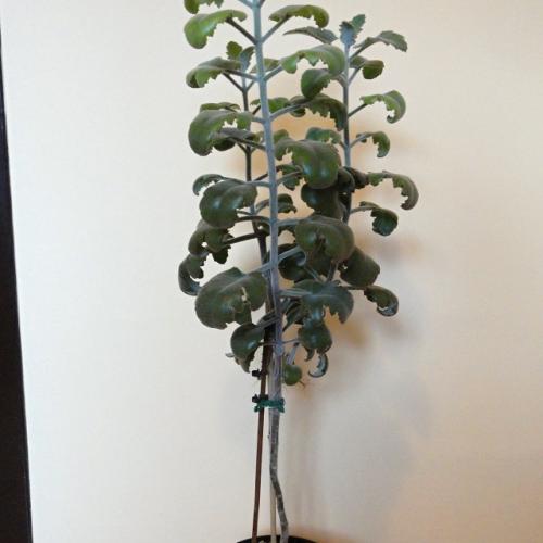 Kalanchoe beharensis