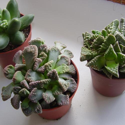succulenťáci poradte ;))) II.