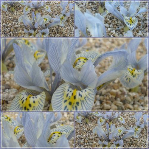 Iris ´KATHLEEN HODGKIN´