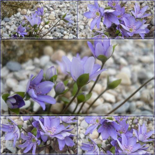 Hepatica nobilis