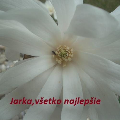 Všetko najlepšie