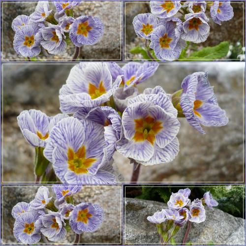 Primula ´STRIPED VICTORIANS´