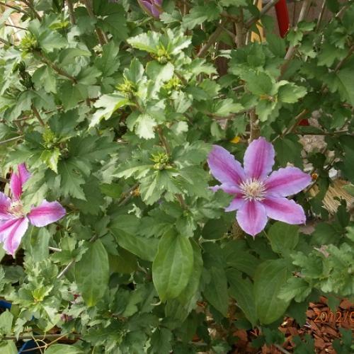 Ibištek, alebo Clematis?