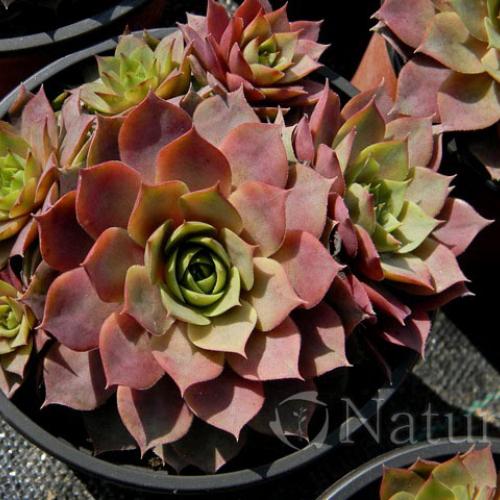 Sempervivum 