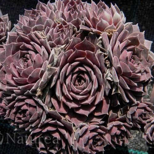 Sempervivum 