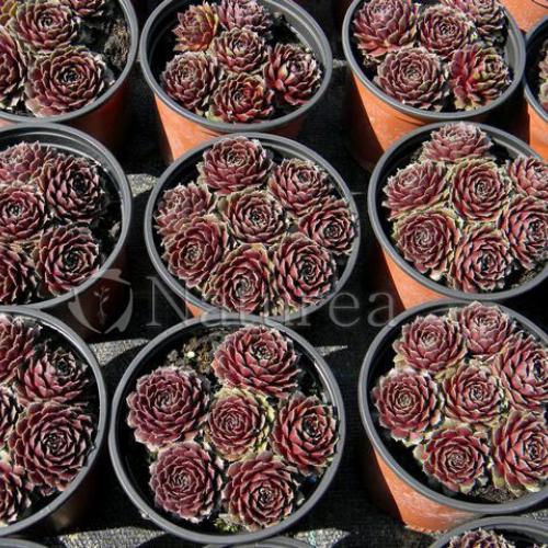Sempervivum