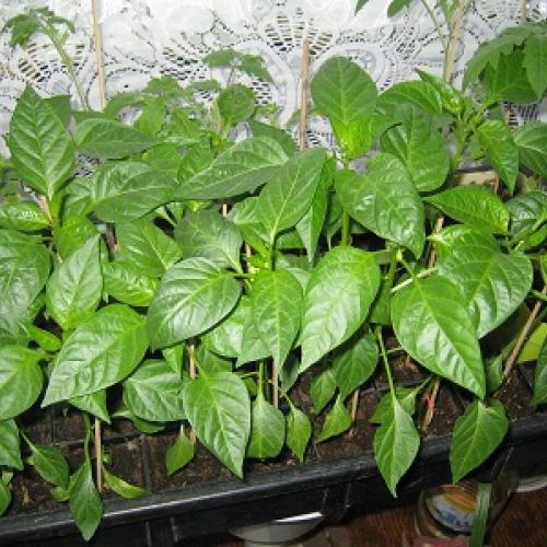 paprika