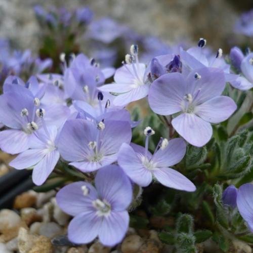 Veronica caespitosa