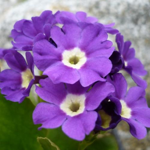 Primula x pubescens ´MRS. J.H.WILSON´