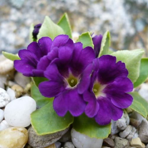 Primula x allionii ´COLIN FIELD´