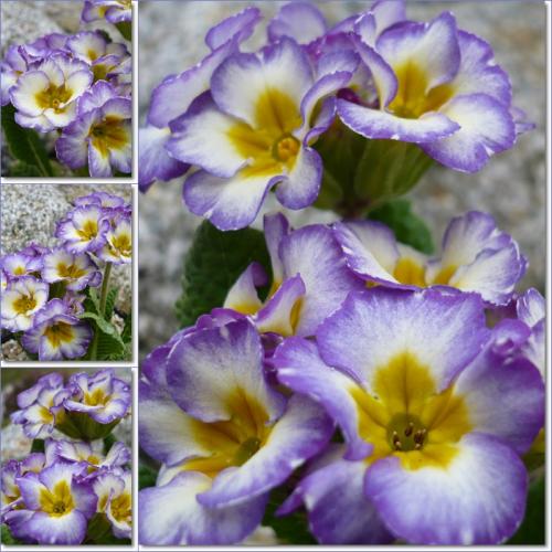 Primula ´Paris ´90´