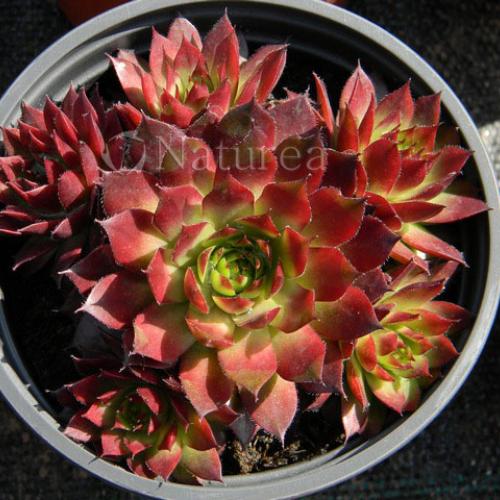 Sempervivum