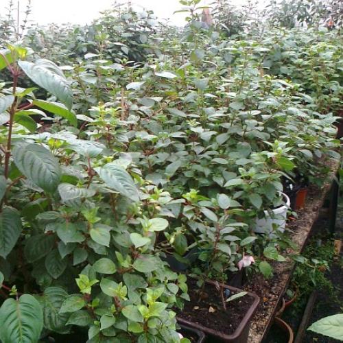 Prezimované fuchsie