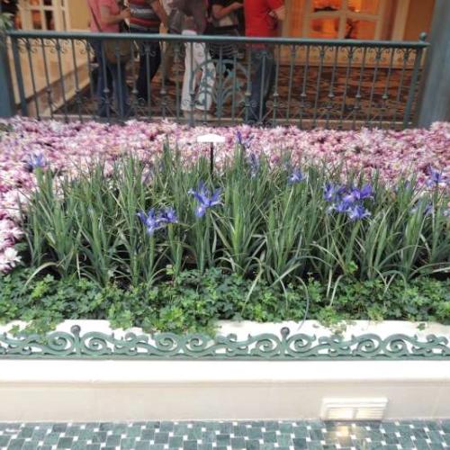 hotel Belagio v Las Vegas Vlll