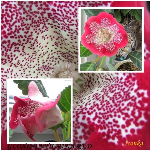 Gloxinia-Tigrina red 2013