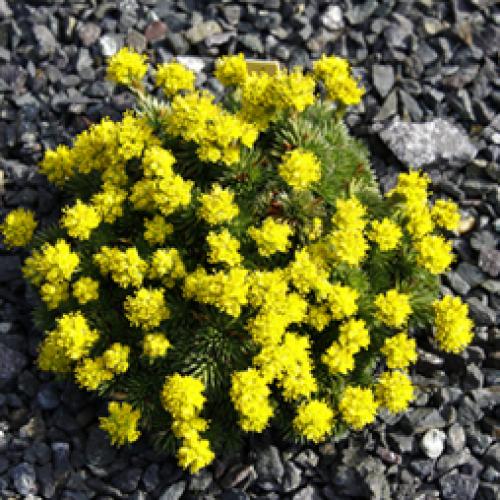 Saxifraga