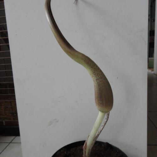 sauromatum