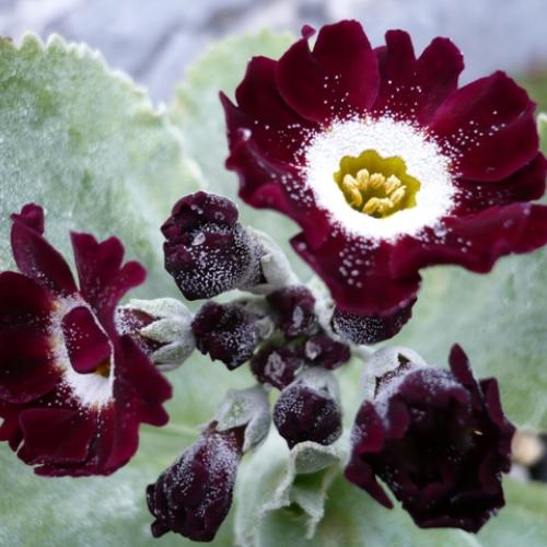 Primula auricula ´Peggy´