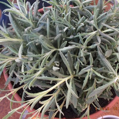 Francuzska zubkata levandula - Lavandula dentata