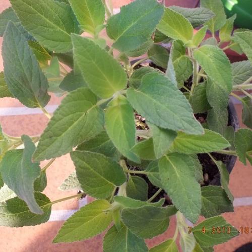 Ananasova salvia - salvia rutilans