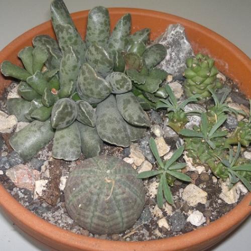 euphorbie a andromischus 