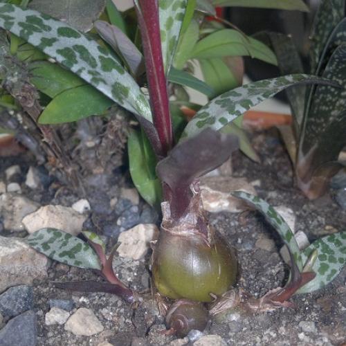 ledebouria socialis
