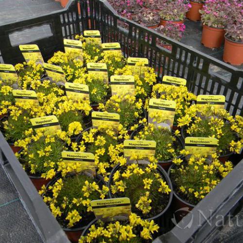 Draba