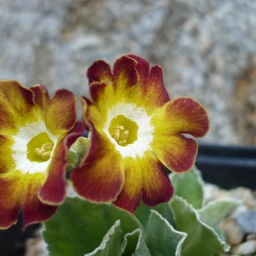 Primula x auricula ´GNOME´