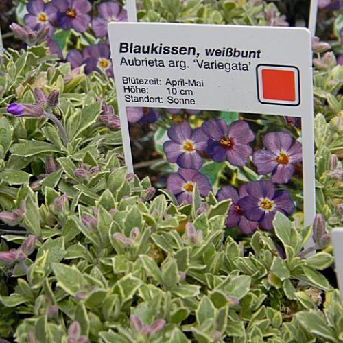 Aubrieta Variegata