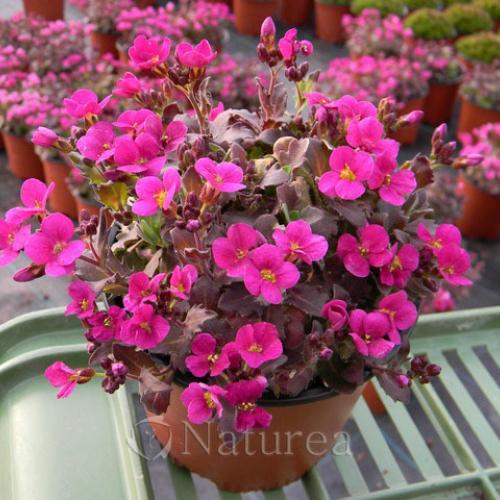 Arabis caucasica 'Little Treasure Deep Rose'