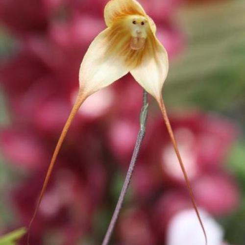 the monkey orchid 1